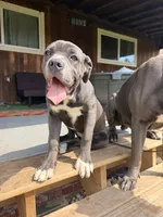Lady , a female Cane Corso for sale in Detroit, MI – Photo 6 of 9