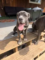 Lady , a female Cane Corso for sale in Detroit, MI – Photo 9 of 9