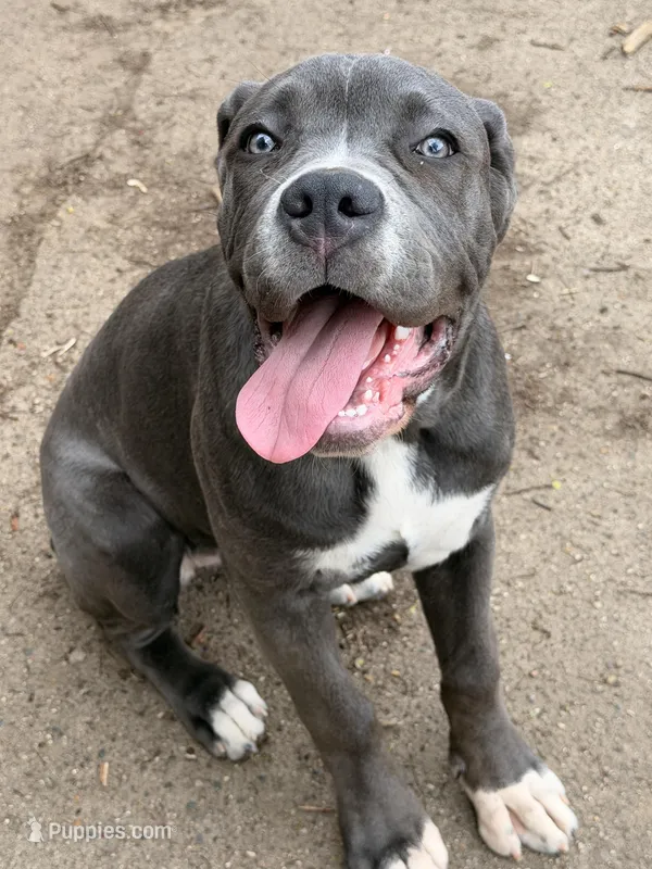 Lady  – Cane Corso puppy for sale in Detroit, MI