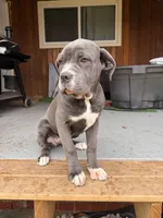 Lady , a female Cane Corso for sale in Detroit, MI – Photo 3 of 3