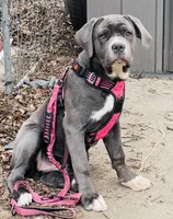 Lady , a female Cane Corso for sale in Detroit, MI – Photo 5 of 9