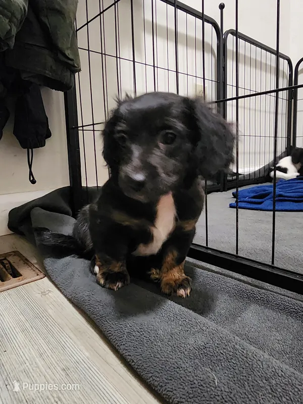 Shadow – Chiweenie puppy for sale in Carrollton, GA