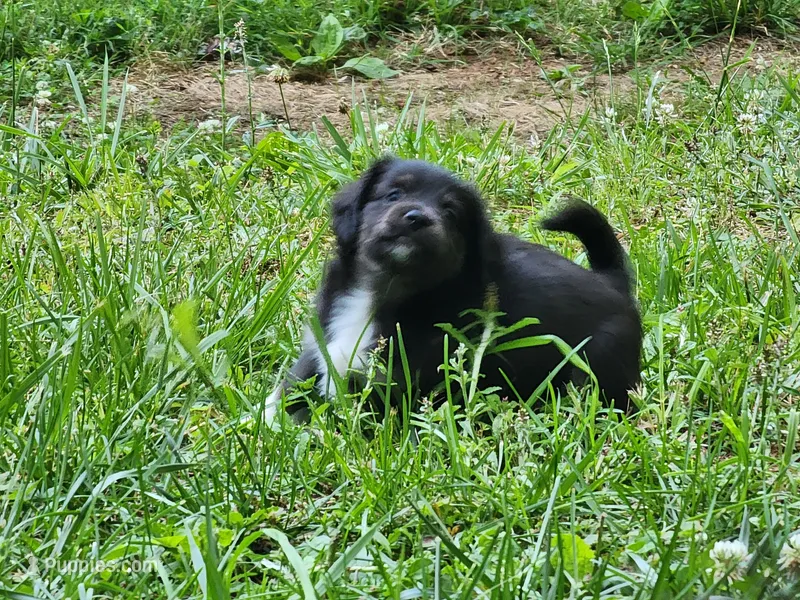 Pigga – Chiweenie puppy for sale in Carrollton, GA