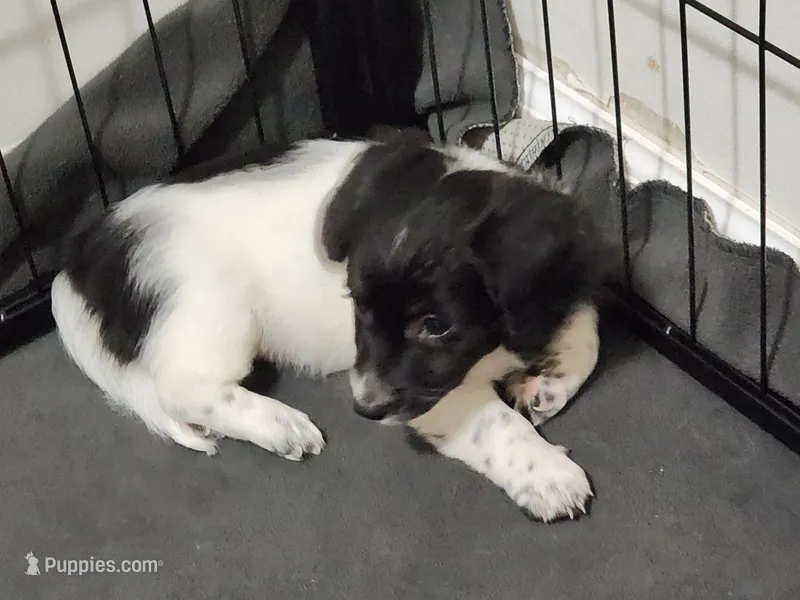 Moose – Chiweenie puppy for sale in Carrollton, GA