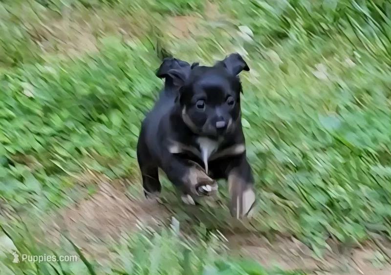 Love Bug – Chiweenie puppy for sale in Carrollton, GA