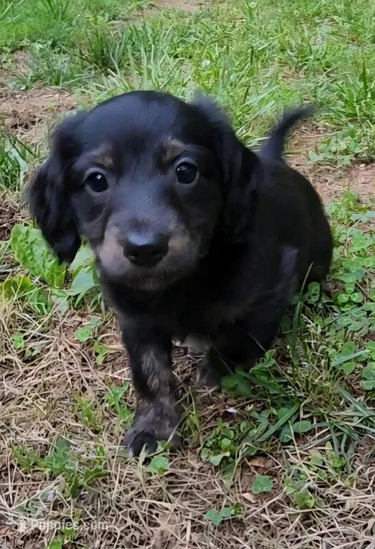 Padfoot – Chiweenie puppy for sale in Carrollton, GA