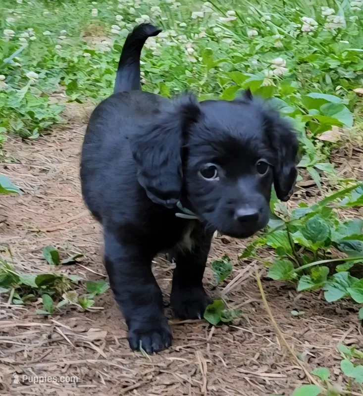 Seven – Chiweenie puppy for sale in Carrollton, GA