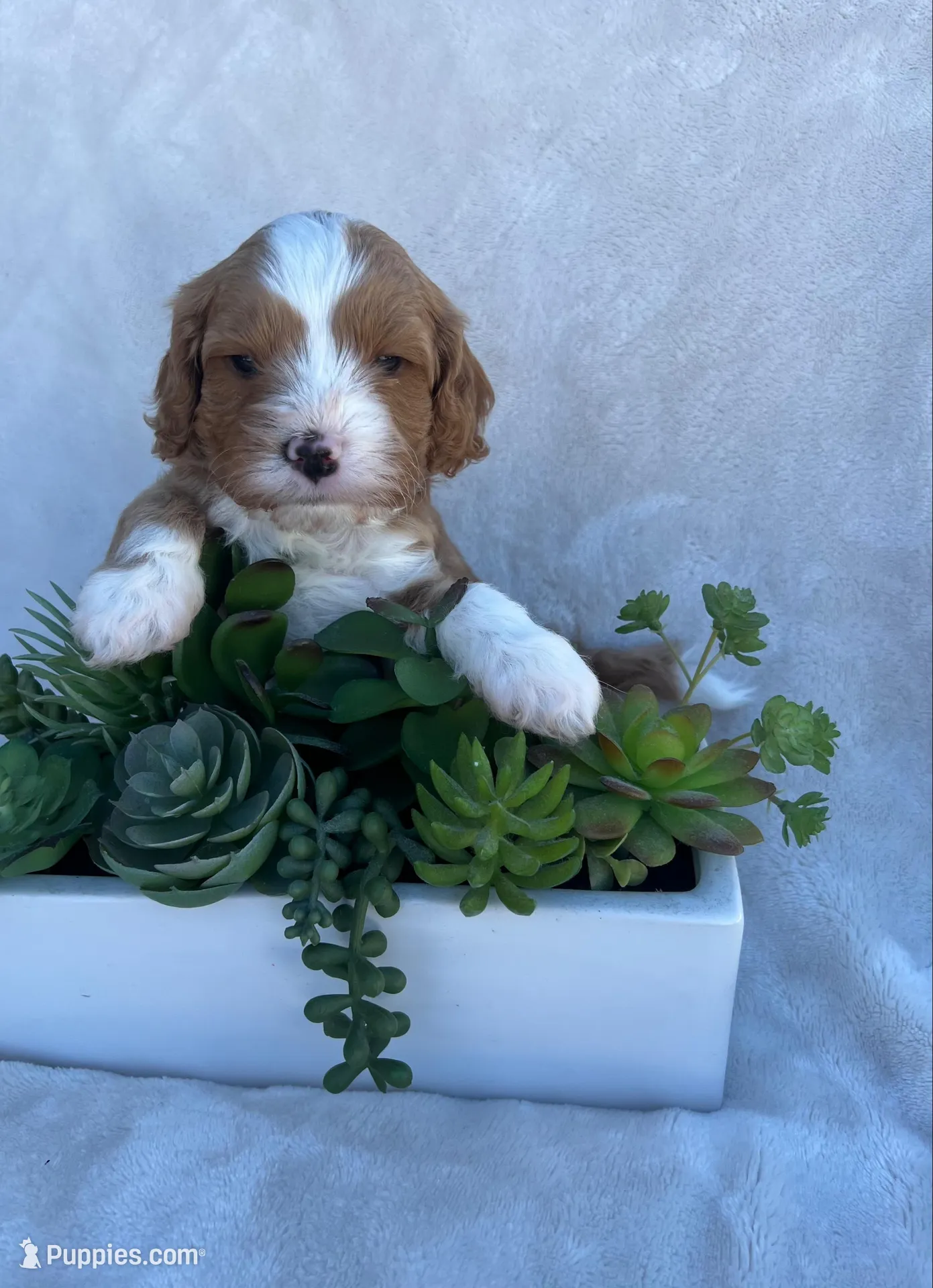 Brown Boy  – Cavapoo puppy for sale in Nampa, ID