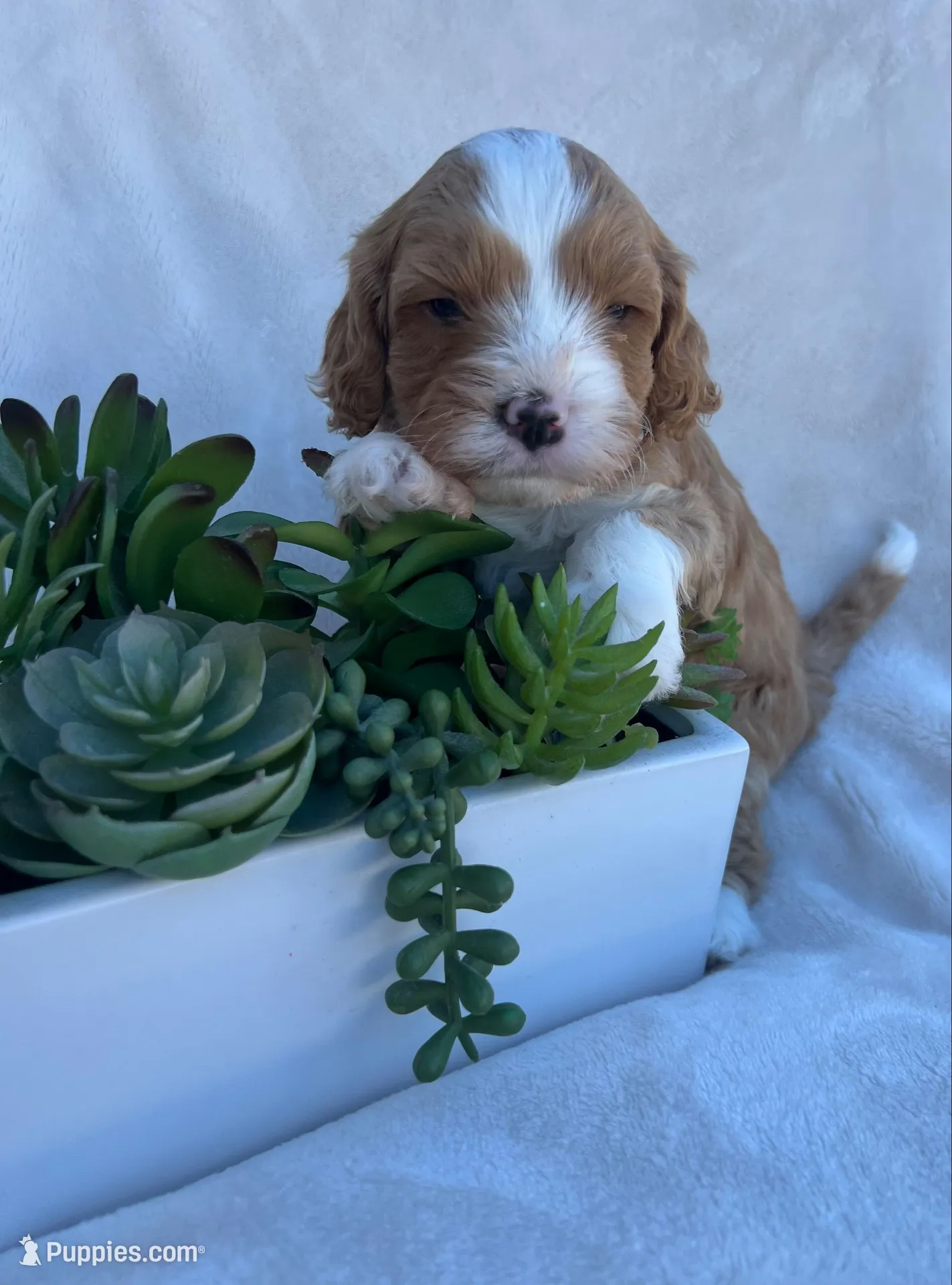 Brown Boy , a male Cavapoo for sale in Nampa, ID – Photo 2 of 4