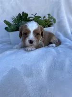 Green Boy , a male Cavapoo for sale in Nampa, ID – Photo 2 of 4