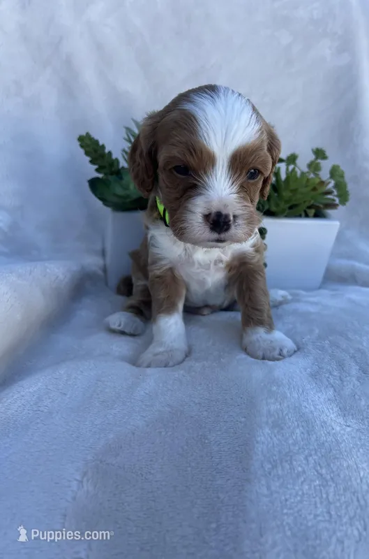 Green Boy  – Cavapoo puppy for sale in Nampa, ID