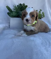 Green Boy , a male Cavapoo for sale in Nampa, ID – Photo 3 of 4