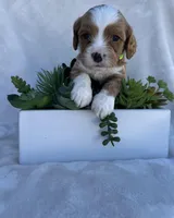 Green Boy , a male Cavapoo for sale in Nampa, ID – Photo 4 of 4