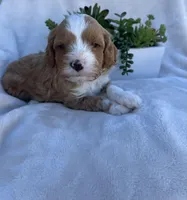Brown Boy , a male Cavapoo for sale in Nampa, ID – Photo 4 of 4