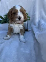 Brown Boy , a male Cavapoo for sale in Nampa, ID – Photo 3 of 4