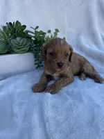 Pink Girl , a female Cavapoo for sale in Nampa, ID – Photo 6 of 6