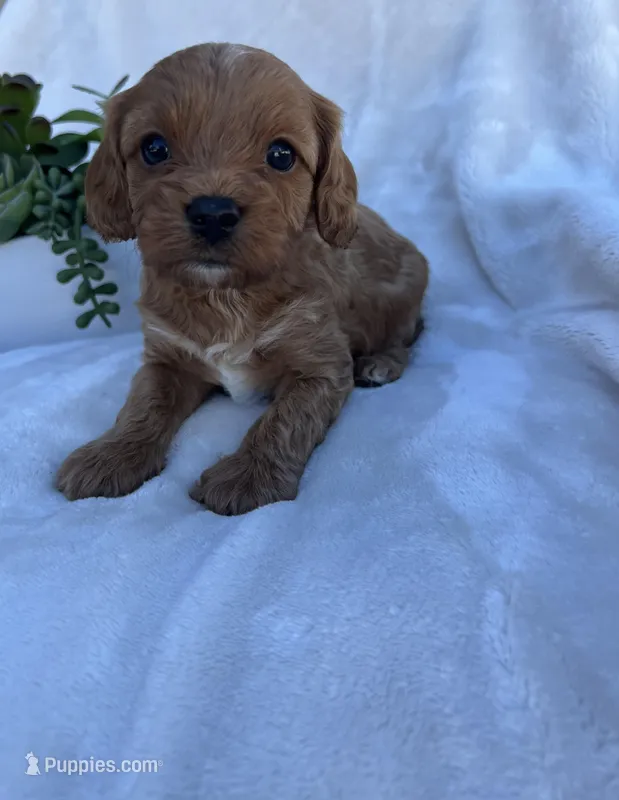 Pink Girl  – Cavapoo puppy for sale in Nampa, ID