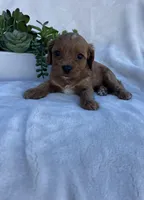 Pink Girl , a female Cavapoo for sale in Nampa, ID – Photo 4 of 6