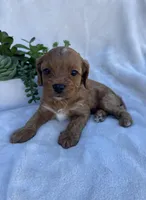 Pink Girl , a female Cavapoo for sale in Nampa, ID – Photo 5 of 6