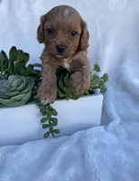 Pink Girl , a female Cavapoo for sale in Nampa, ID – Photo 3 of 6