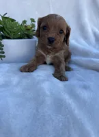 Pink Girl , a female Cavapoo for sale in Nampa, ID – Photo 2 of 6