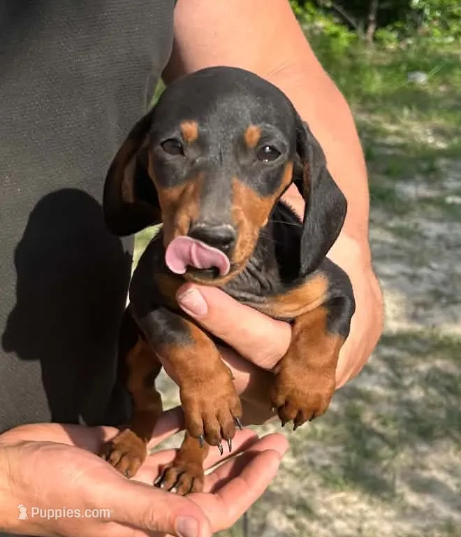 Black female – Miniature Dachshund puppy for sale in Seymour, MO