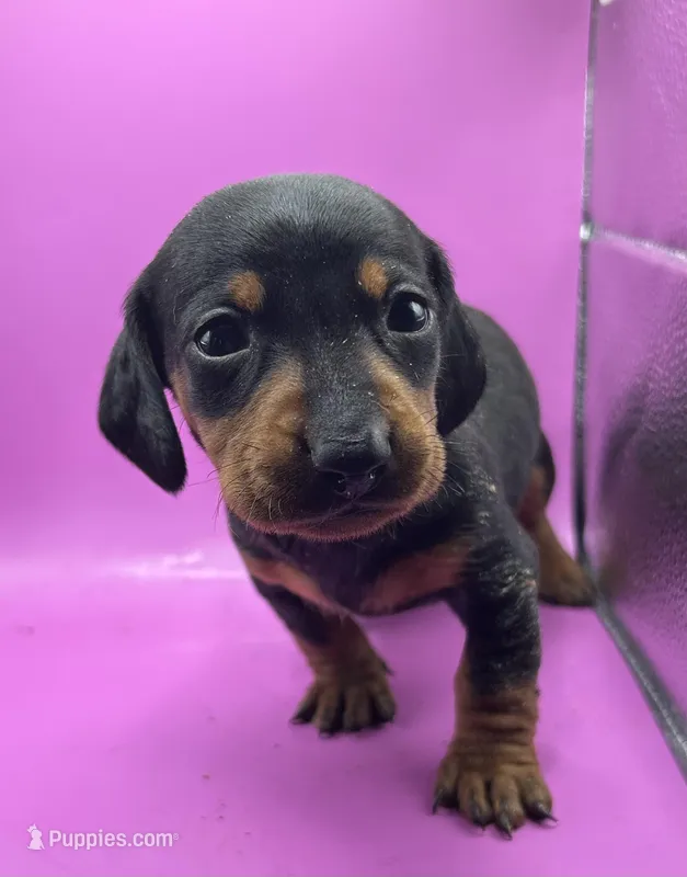 Black female – Miniature Dachshund puppy for sale in Seymour, MO