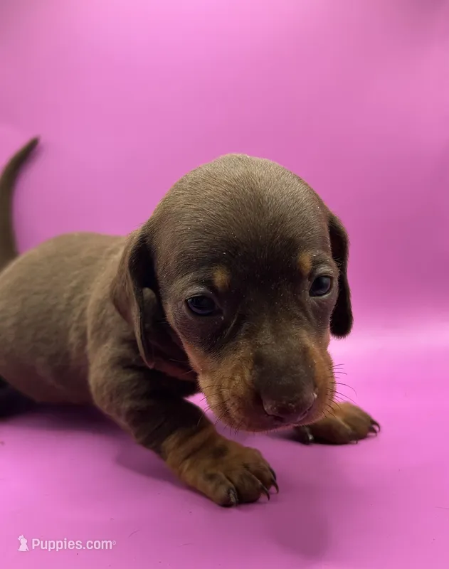 Chocolate 2 – Miniature Dachshund puppy for sale in Seymour, MO