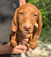 Red Male, a male Miniature Dachshund for sale in Seymour, MO – 1 of 1