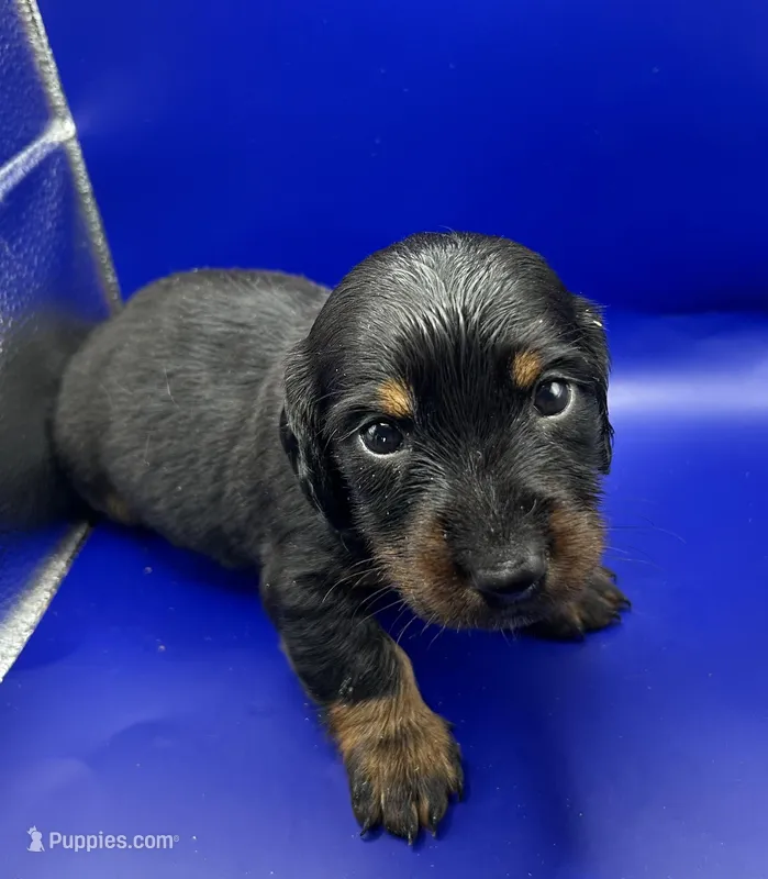 Black Male – Miniature Dachshund puppy for sale in Seymour, MO