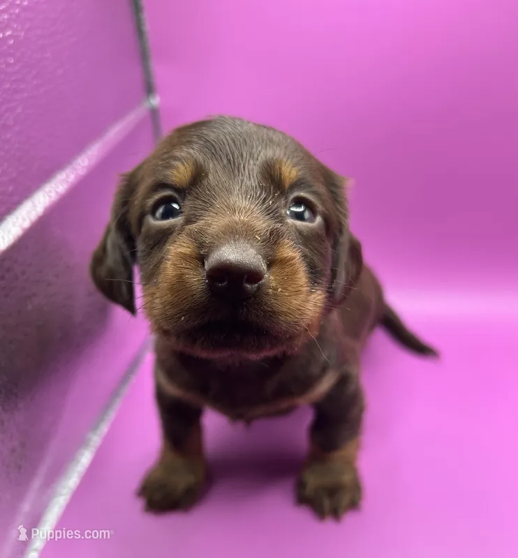 Chocolate 1 – Miniature Dachshund puppy for sale in Seymour, MO