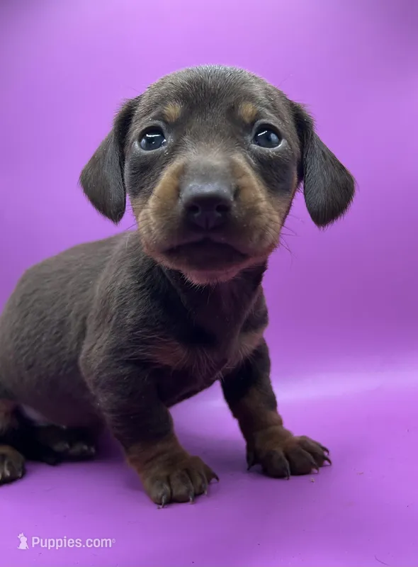 Chocolate 3 – Miniature Dachshund puppy for sale in Seymour, MO