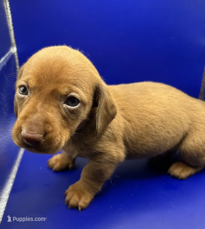 Red Male – Miniature Dachshund puppy for sale in Seymour, MO