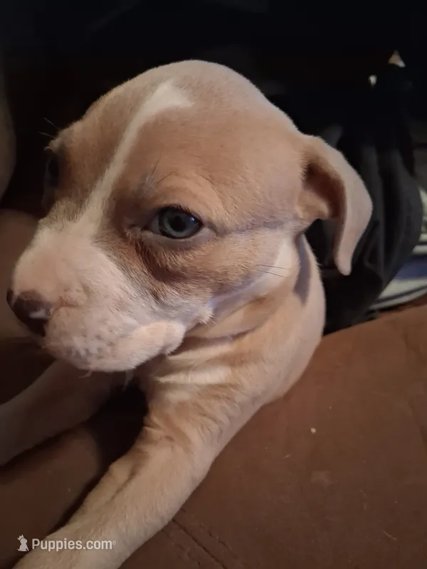 Shetra – American Bully puppy for sale in Killeen, TX