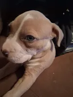 Shetra, a female American Bully for sale in Killeen, TX – 3 of 9