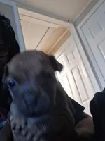 Montana, a male American Bully for sale in Killeen, TX – 3 of 4