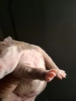 Shetra, a female American Bully for sale in Killeen, TX – 5 of 9