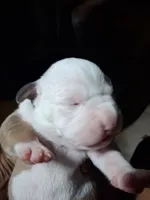 Romeo , a male American Bully for sale in Killeen, TX – 6 of 9
