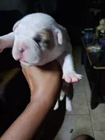 She-Ra, a female American Bully for sale in Killeen, TX – 1 of 9