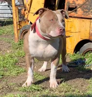 Aries, a female American Bully for sale in Killeen, TX – 3 of 3