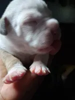 Romeo , a male American Bully for sale in Killeen, TX – 7 of 9