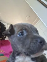 Lueffy, a male American Bully for sale in Killeen, TX – 3 of 3