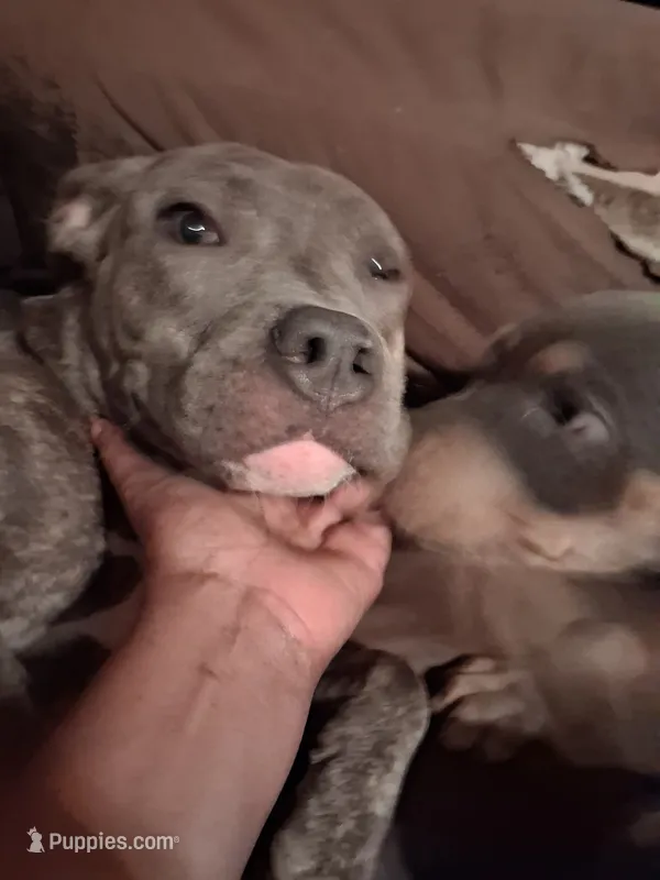 Ariella – American Bully puppy for sale in Killeen, TX