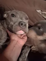 Ariella, a female American Bully for sale in Killeen, TX – 1 of 2