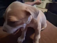 Shetra, a female American Bully for sale in Killeen, TX – 7 of 9
