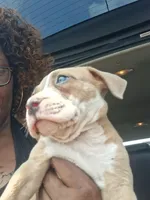 Shetra, a female American Bully for sale in Killeen, TX – 8 of 9