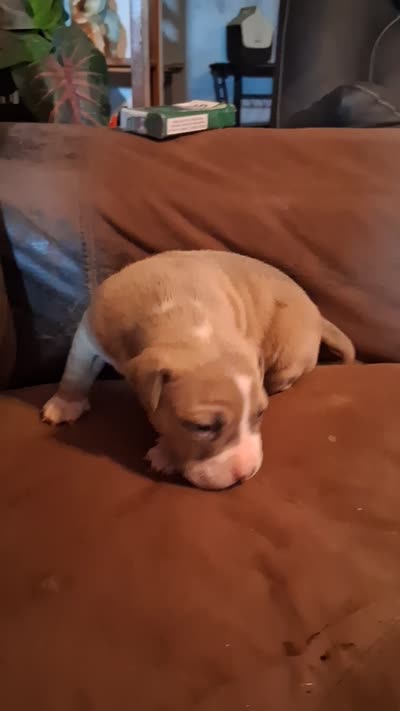 Shetra, a female American Bully for sale in Killeen, TX – 2 of 9