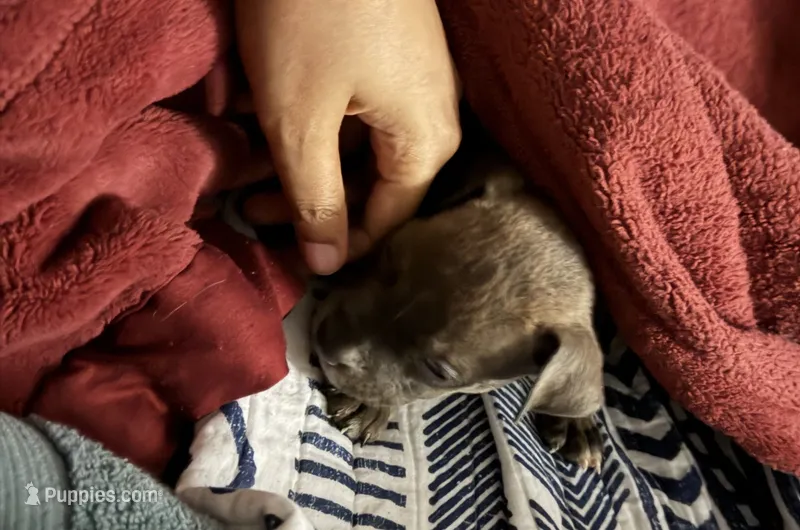 Luffy – American Bully puppy on hold in Killeen, TX