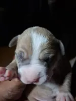 Shetra, a female American Bully for sale in Killeen, TX – 6 of 9