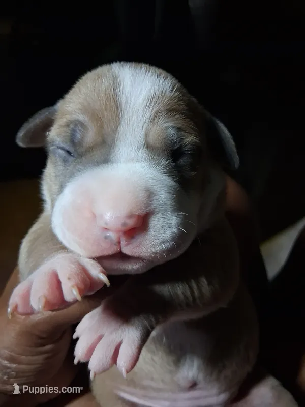 Shetra – American Bully puppy for sale in Killeen, TX